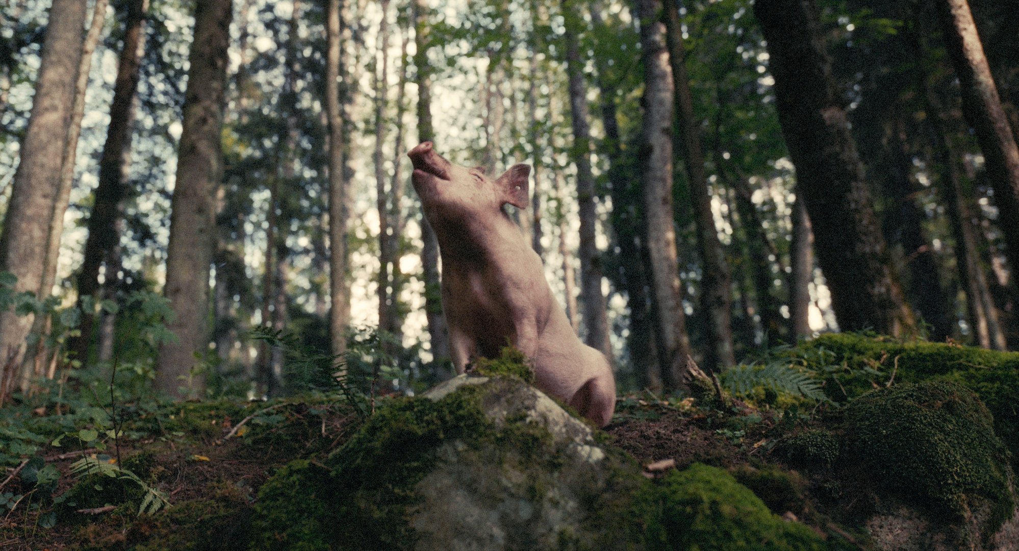 Photo 6-The magical pig in Aik Karapetian's SQUEAL